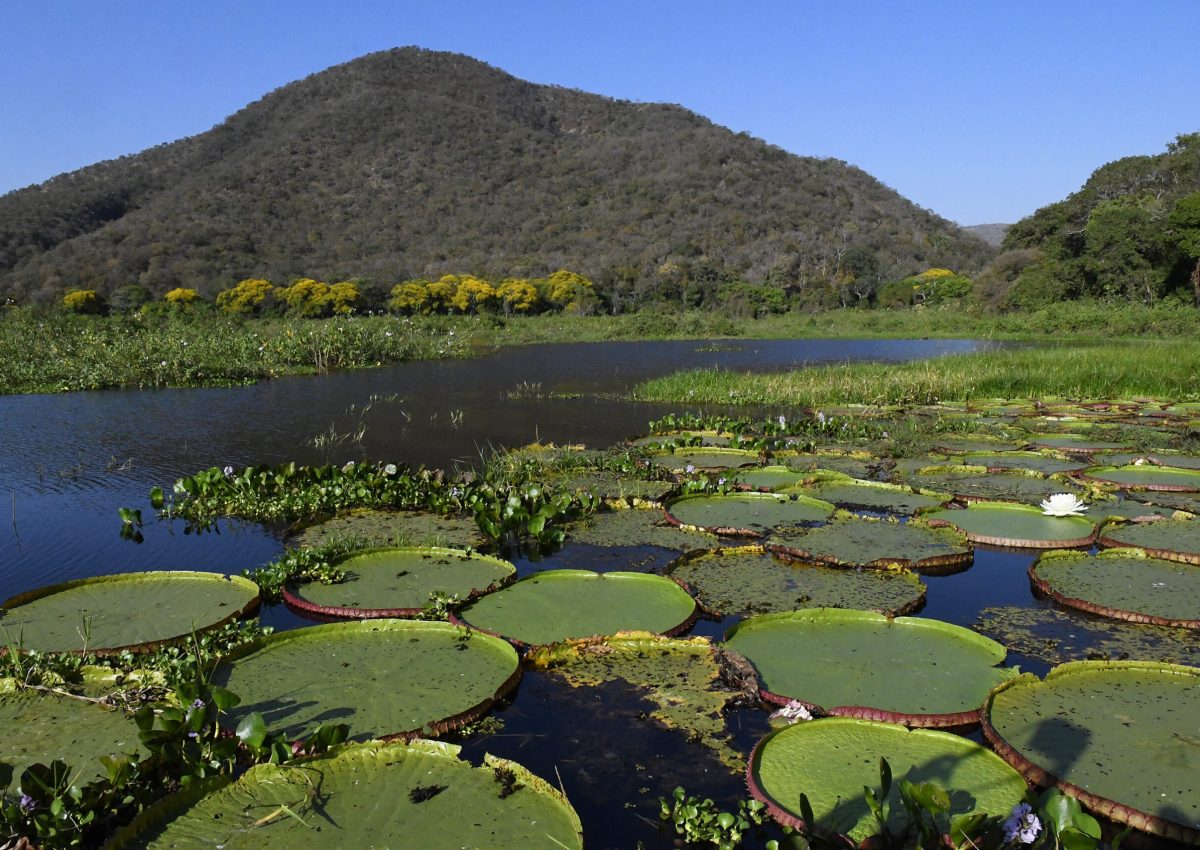 Pantanal brasileiro ganha campanha inédita com a National Geographic e Embratur